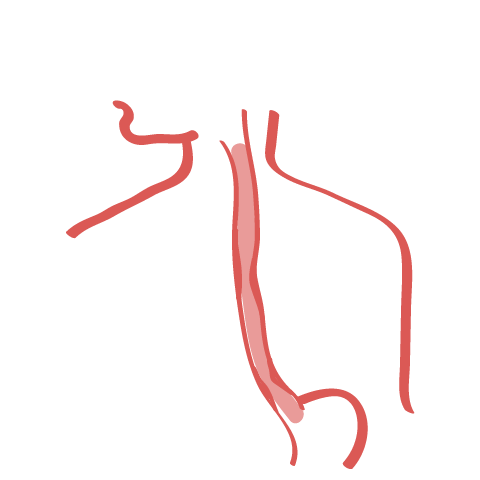 Imatge de l'òrgan