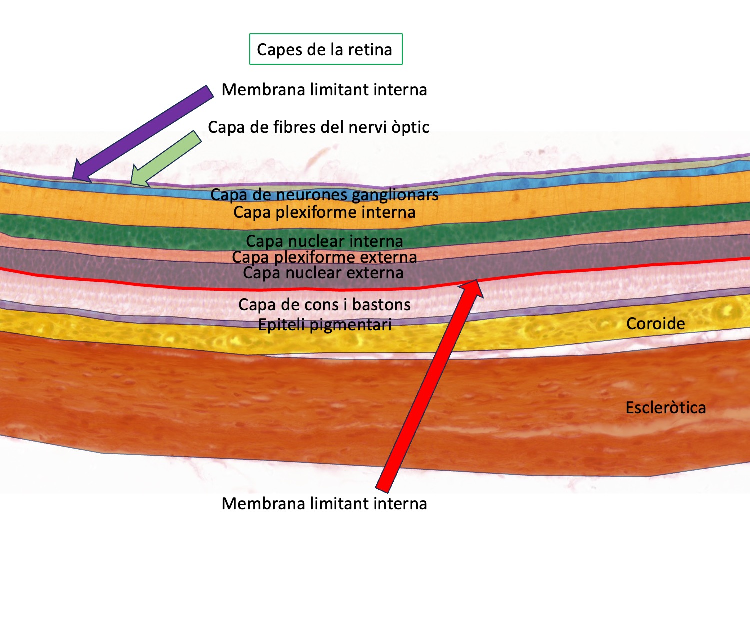 Esquema de la mostra