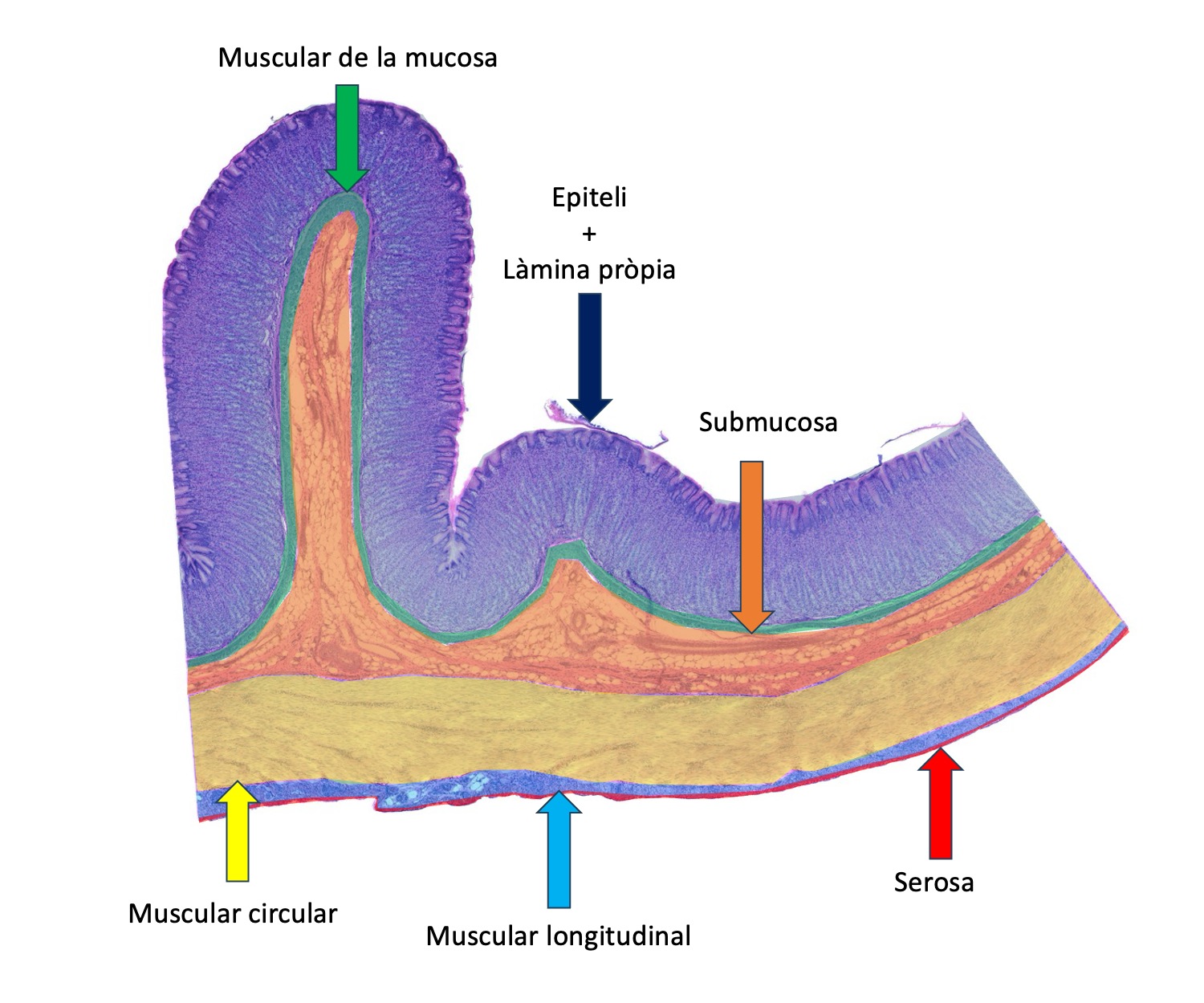 Esquema de la mostra