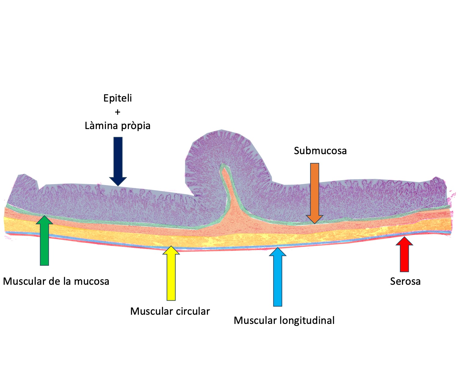 Esquema de la mostra