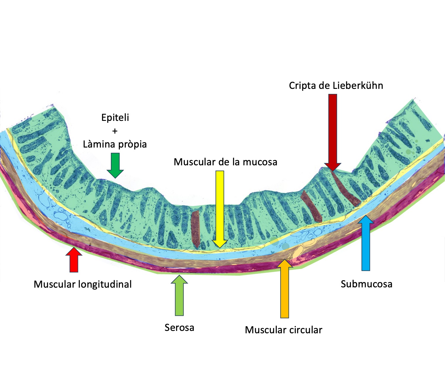 Esquema de la mostra