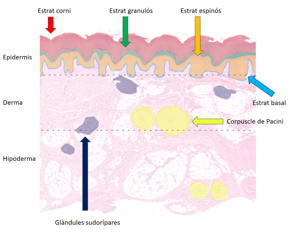 Esquema de la mostra