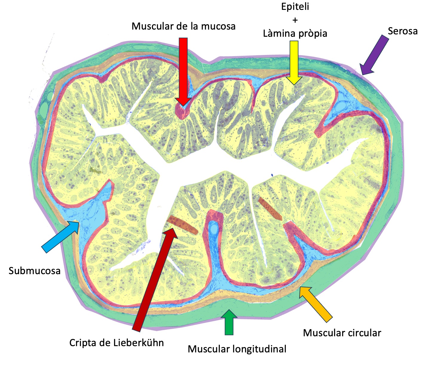 Esquema de la mostra