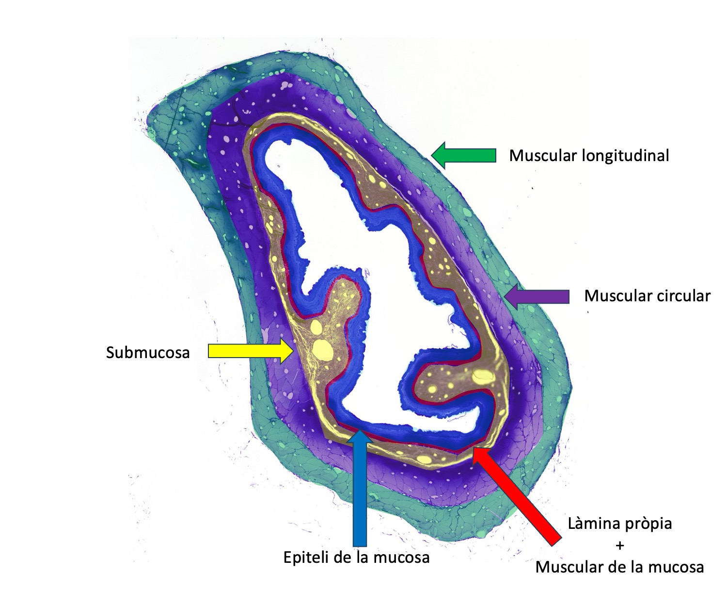 Esquema de la mostra